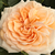 Rózsaszín - Angol rózsa - Ausjolly